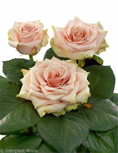 ROSE POMPEI 50